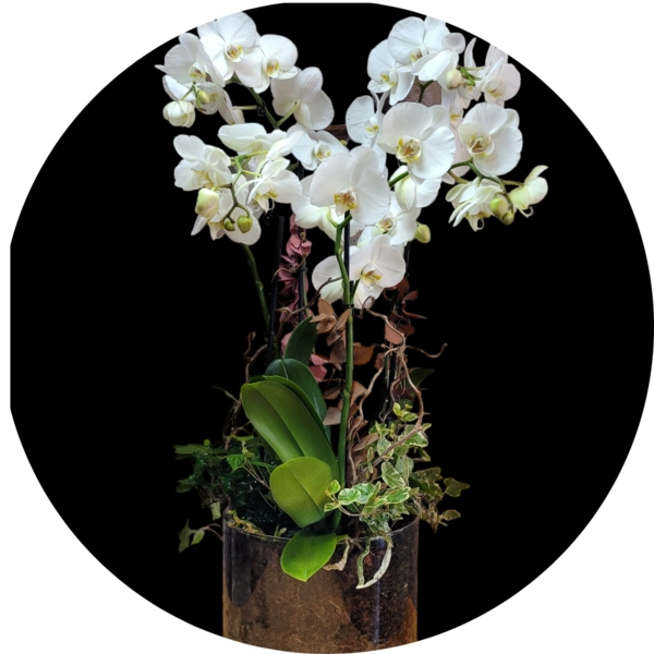 Composizione orchidee